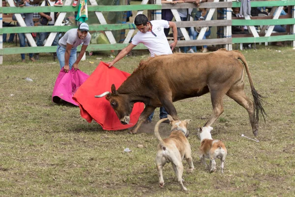 Sangolqui, Ecuador-vidéki amatőr bikaviadalok — Stock Fotó