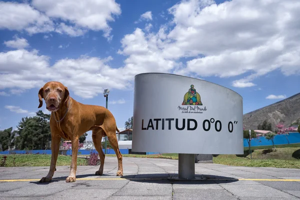 Dog at the equator line in Ecuador — Stock Photo, Image