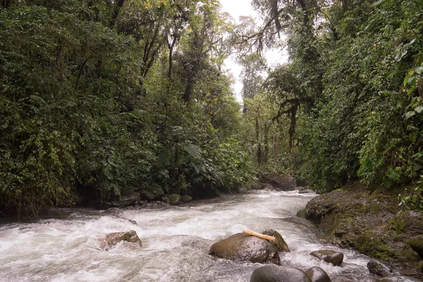 Forêt tropicale à Mindo Équateur — Photo