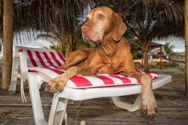 bir plaj sandalyesi üzerinde döşeme vizsla köpek