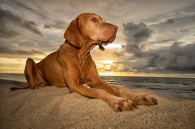 Sahilde döşeme vizsla köpek