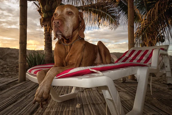 Cão que põe em uma cadeira de praia — Fotografia de Stock