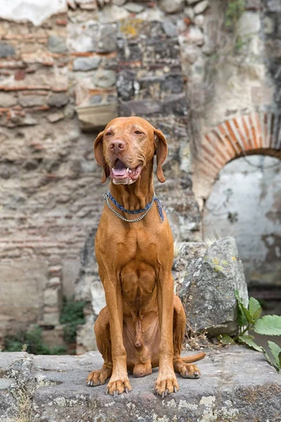 Traveling vizsla dog in Antigua Guatemala — Stock Photo, Image
