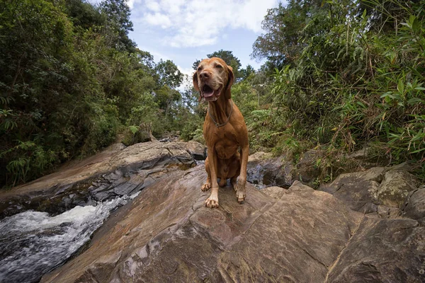 Счастливая собака на свежем воздухе — стоковое фото