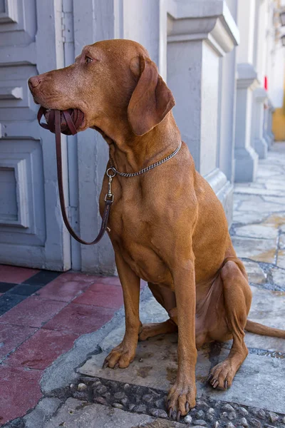Dog holding leash — Stock Photo, Image
