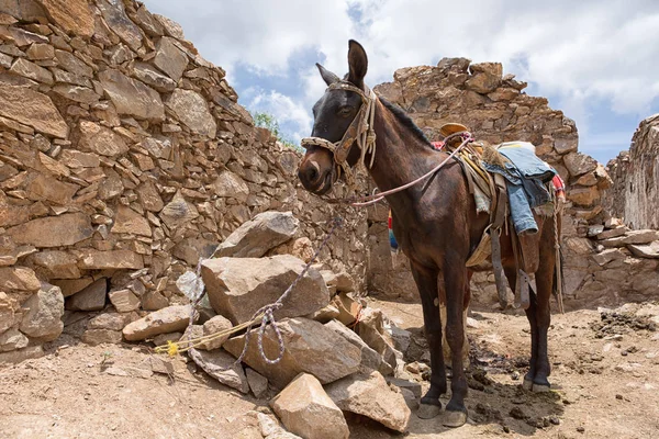 Horse standing outdoors in Real de Catorce Mexico — Stock Photo, Image