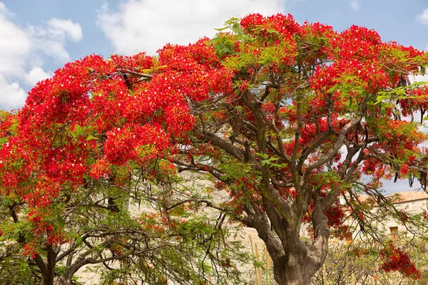Färgsprakande blommande träd med röda blommor Stockbild