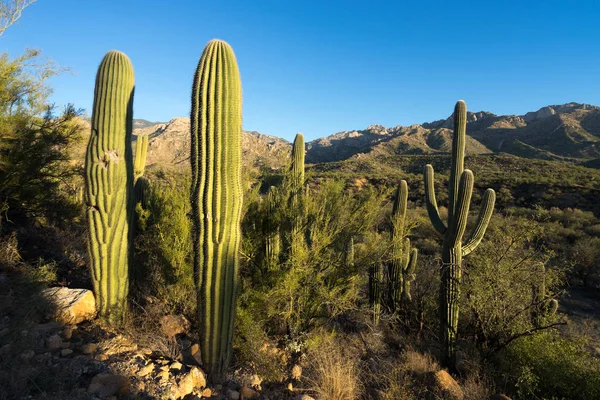 Kaktus Saguaro v poušti — Stock fotografie
