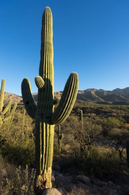 saguaro kaktüs portre