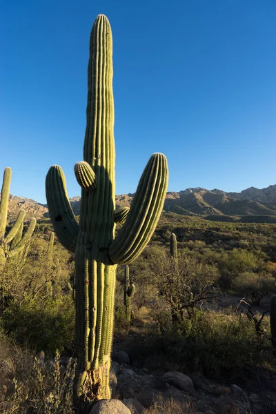 Saguaro kaktus closeup — Stock fotografie
