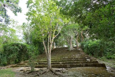 Kohunlich Maya harabelerini yapılara dışında büyüyen ağaçlar