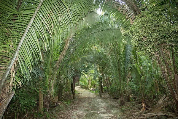 Шлях, що веде через джунглі — стокове фото