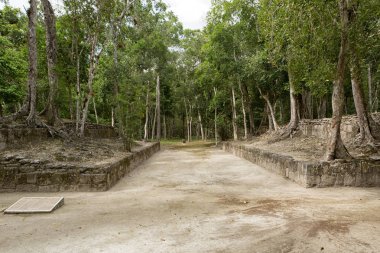 topu mahkeme Calakmul, yapıları dışında büyüyen ağaçlar