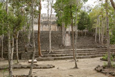 Meksika'da Calakmul maya Harabeleri 