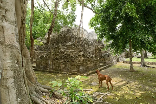 メキシコのマヤ遺跡で黄金色 ヴィズラ犬立っています — ストック写真