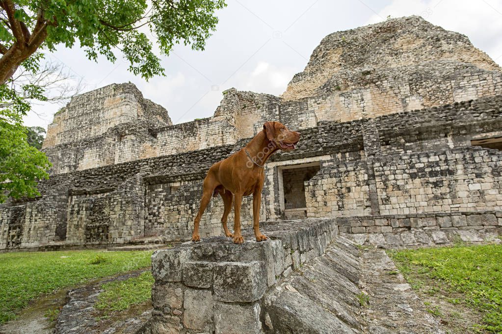golden vizsla dog at Becan Maya ruins in Yucatan Mexico