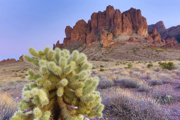 Cholla-Kaktus in der abergläubischen Wildnis arizona — Stockfoto