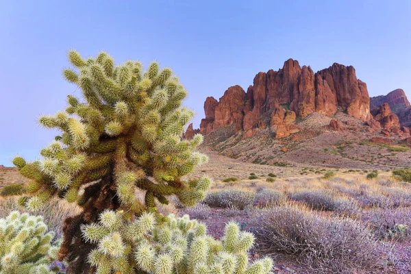 Cholla cactus i vidskepelse vildmarken Arizona — Stockfoto