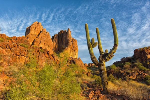 Saguaro kaktus i vidskepelse vildmarken Arizona — Stockfoto