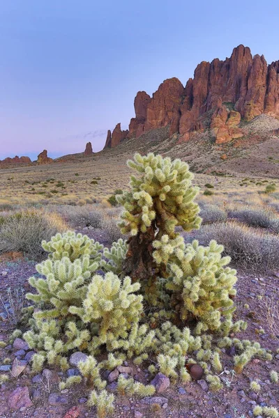 Ökenlandskap i Arizona Usa — Stockfoto