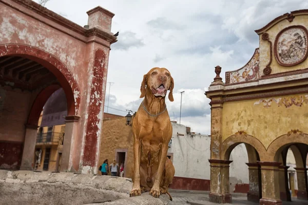 Cão de turismo sentado em Bernal, México — Fotografia de Stock