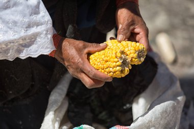 Mısır Ekvador holdng eller 