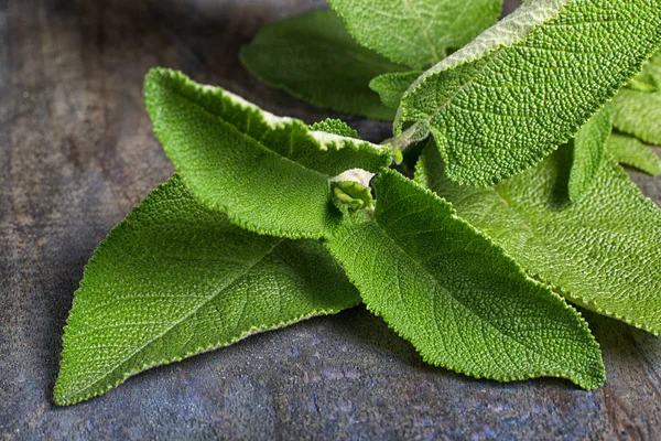 Verse Matico Bush Bladeren Ecuador — Stockfoto