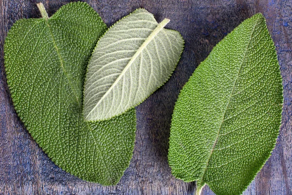 Medicina alternativa matico folhas de plantas — Fotografia de Stock