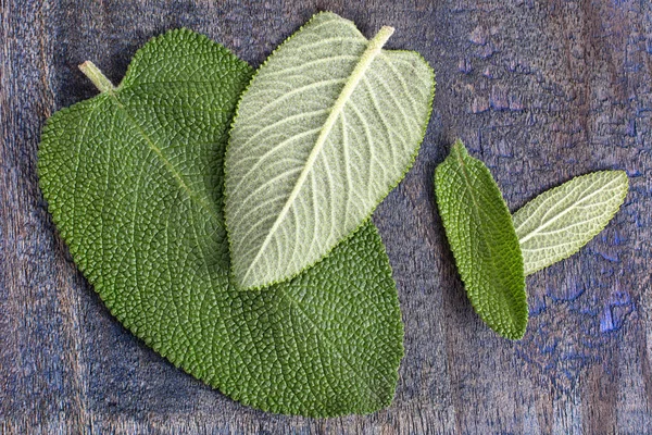 Medicina alternativa matico planta — Fotografia de Stock