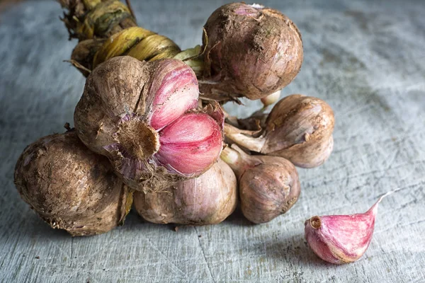 Ekologisk vitlök variation i Ecuador — Stockfoto