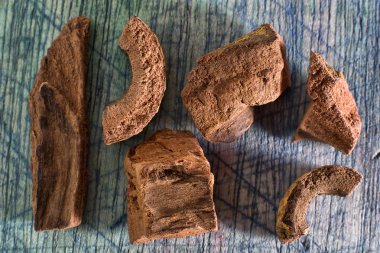 zarzaparilla kurutulmuş spirax kök portre olarak da bilinir 