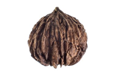 siyah ceviz Andes üzerinden 