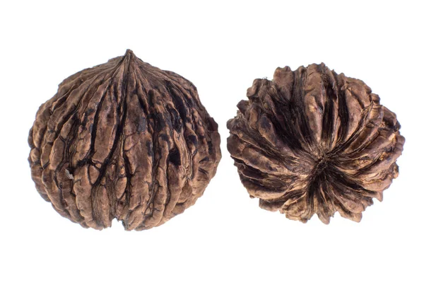 Top view of a black walnut from the Andes — Stock Photo, Image