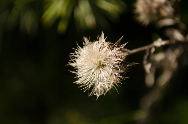 Droge Distel Bloem Weide — Stockfoto