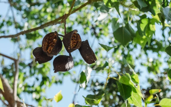 மலர பழங — ஸ்டாக் புகைப்படம்