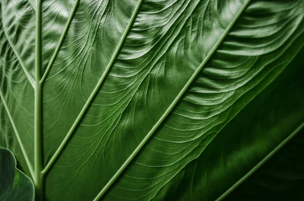 クローズ アップで大きな緑のクワズイモの葉 ロイヤリティフリーのストック写真