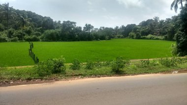 Pirinç tarımı dağların yakınında