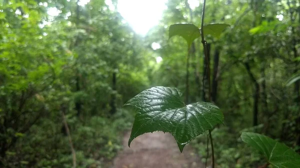 Lässt Nahaufnahme Wald — Stockfoto