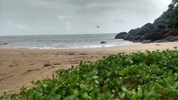 Zeleň Vedle Motýla Pláž Goa — Stock fotografie