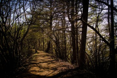 Dağlardaki orman yolu