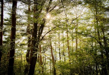 Ağaçların arasından parlayan güneş