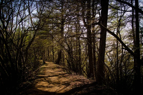Dağlardaki orman yolu