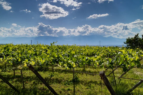 Yamanashi Japon bir bağ
