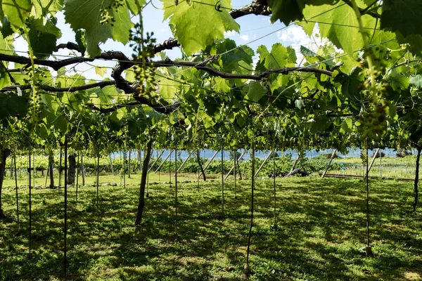 Un viñedo de uva japonés — Foto de Stock