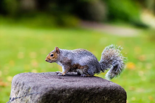 Kayanın üzerinde durdu bir sincap