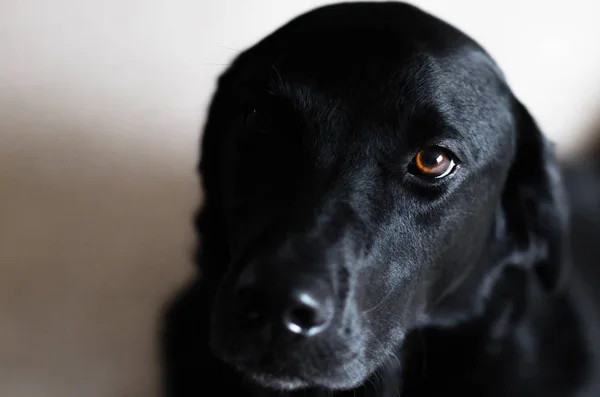 Kopya alanı ile siyah Labrador