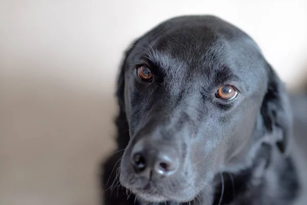 Kopya alanı ile siyah Labrador