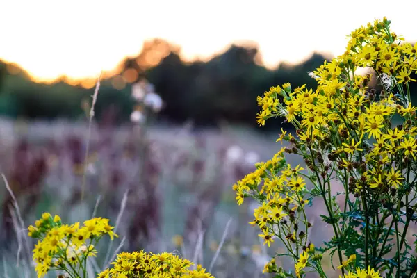 Жовте поле Квітка простір для копіювання — стокове фото