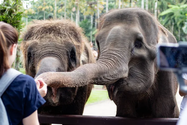 Elefantes sendo alimentados e olhados em um zoológico — Fotografia de Stock
