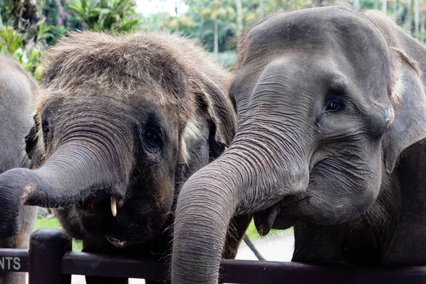Elefanten, die im Zoo gefüttert und angeschaut werden — Stockfoto